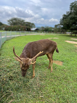 reindeer in the field