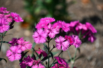 Obraz premium ナデシコ Dianthus
