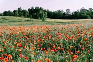 Rural nature in late spring or early summer. Flowering poppy field, small hill cover, meadow and forest