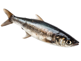 sardine entière, détourée