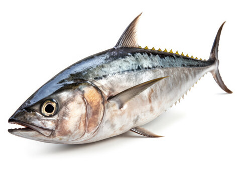 Thon rouge entier, d&eacute;tour&eacute;