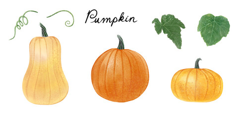 Hand drawn watercolor set of pumpkins and leaves elements isolated. Autumn, thanksgiving, Halloween concept celebration. Healthy vegetarian food. 