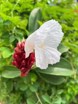 crepe-ginger flower on green
