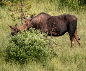 Mother and Calf Attack a Willow Bush While Grazing