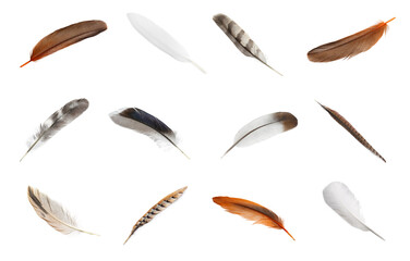 Set with different beautiful feathers on white background