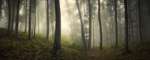 morning in green woods, forest panorama