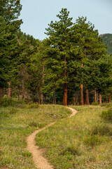 Narrow Dirt Trail Heads Into a Grove of Pines