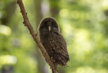A baby Ural owl sitting on a tree branch