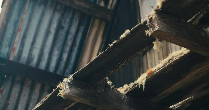 ghost moss growing on abandoned zinc roofed triangle log cabin. Static closeup.