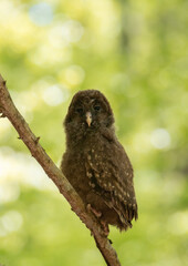 a baby bird Strix uralensis sitting on a branch in the forest