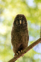 A close-up of a baby Ural owl on a branch in the forest