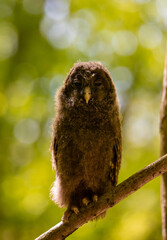 A young Ural owl sitting on a branch