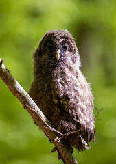 A baby Ural owl sitting on a tree branch