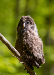 A close-up of a baby Ural owl on a branch in the forest