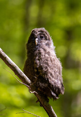 A young Ural owl sitting on a branch