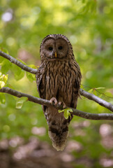 A Strix uralensis bird sitting on a branch in the woods