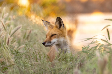 Adult Red Fox Sitting in tall grass looking around.