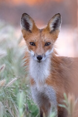 Adult Red Fox looking straight at camera in tall grass.