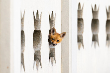 Baby Red Fox looking thru hole in wall.