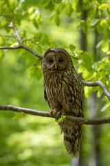 A Strix uralensis bird (Ural owl) sitting on a branch