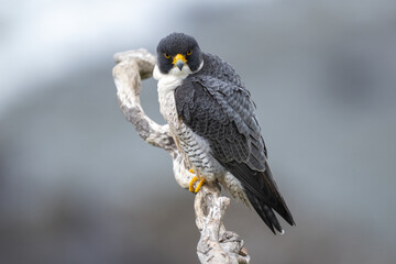 Peregrine Falcon standing on a branch head turned looking straight at camera.