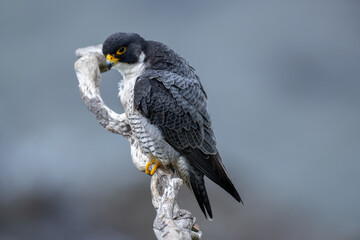Peregrine Falcon standing on branch looking for prey.