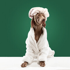 Animal spa salon. Weimaraner with shiny fur in white bathrobe after pet care procedures on green...