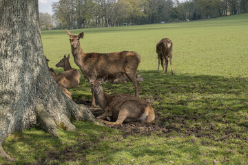 Naklejka na ściany i meble Skye Park Deer Farm, West Harting, Petersfield, England, Uk, April 2023