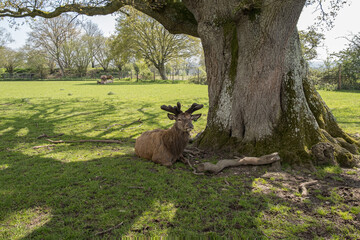 Skye Park Deer Farm, West Harting, Petersfield, England, Uk, April 2023
