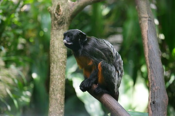 A gibbon at the Zoo of Singapore.