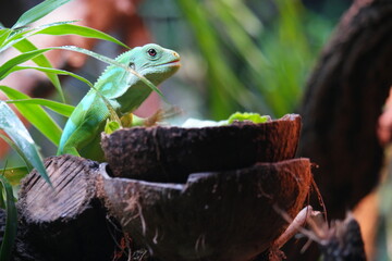 A fiji banded iguana, at the Zoo of Singapore.