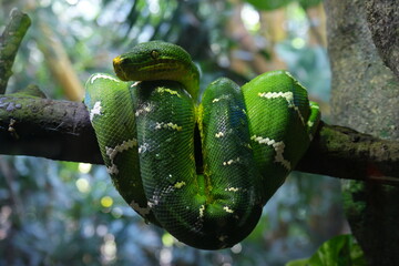 A green tree python, at Singapore Zoo.