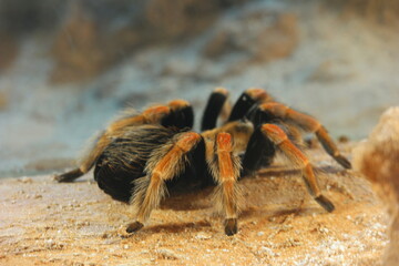 A tarantula from the side, at the Zoo of Singapore.
