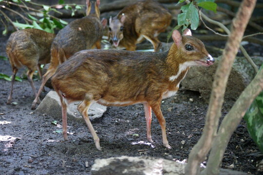 A java mouse-deer at Singapore Zoo.
