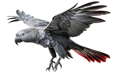 Congo African Grey Parrot  flying isolated on white, transparent background, PNG, generative ai