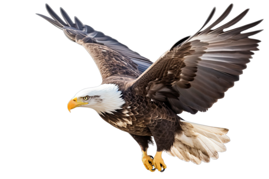 Bald eagle flying isolated on white, transparent background, PNG,  generative ai Stock Illustration | Adobe Stock