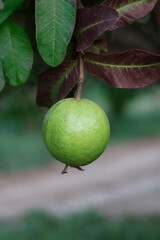 Fresh guava (Amrood) in winter, best closeup.