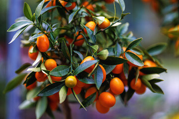orange tree with fruits