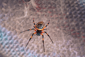 colorful spider hanging on its web