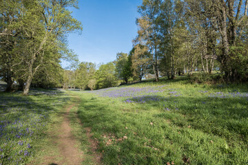 Obraz premium Bluebell walk at Cowdray golf coarse, West Sussex, Uk, May 2023