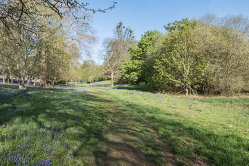 Fototapeta na wymiar Bluebell walk at Cowdray golf coarse, West Sussex, Uk, May 2023
