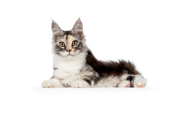 A young Maine Coon tortie, laying down side ways. Looking at camera, isolated on a white background.