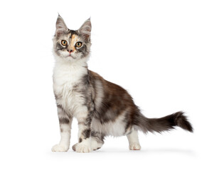 Obraz premium A young Maine Coon tortie, standing side ways, tail lifted, looking at camera, isolated on a white background.
