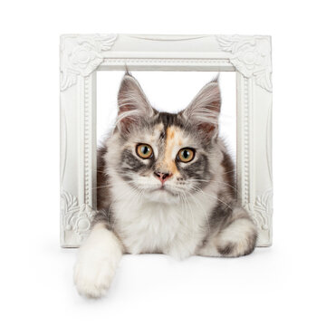 A young Maine Coon tortie, laying in empty white picture frame. Looking at camera, isolated on a white background.