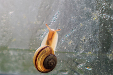 Close up of a young snail crawling on the wet glass of a greenhouse © were