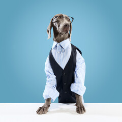 Business dog. Portrait of funny Weimaraner wearing classic suit and eyeglasses posing like a model over blue studio background. Concept of love, pet care, animals health, fashion, friends, ad - obrazy, fototapety, plakaty