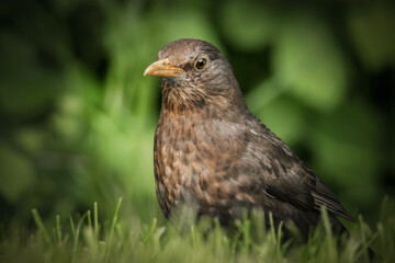 Amsel in der Wiese