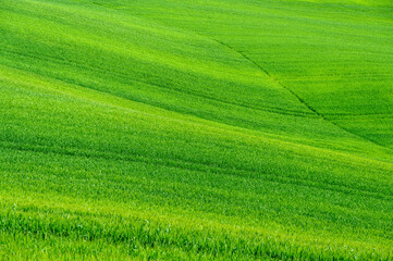 Fototapeta premium Beautiful empty hilly field of green grass. Tuscany