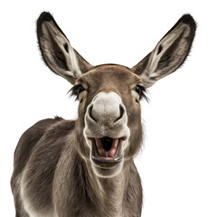 Obraz premium Donkey isolated on white, transparent background, PNG, generative ai