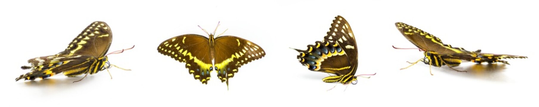 Palamedes swallowtail, laurel swallowtail butterfly - Papilio palamedes - isolated on white background four views